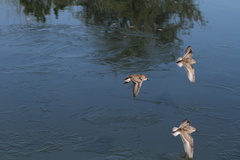 Calidris fuscicollis