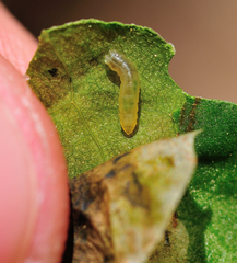 Pegomya bicolor