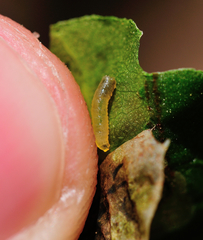 Pegomya bicolor