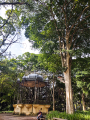 Libidibia ferrea leiostachya