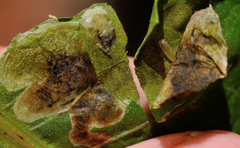 Pegomya bicolor