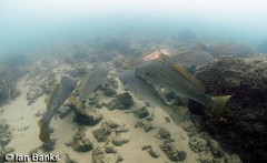 Argyrosomus japonicus
