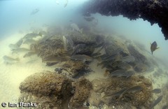 Argyrosomus japonicus