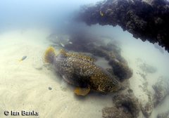 Epinephelus lanceolatus