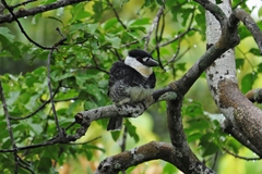 Notharchus macrorhynchos