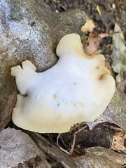 Crepidotus praecipuus