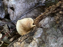 Crepidotus praecipuus