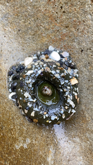 Anthopleura xanthogrammica