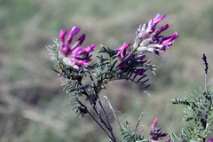 Astragalus cornutus