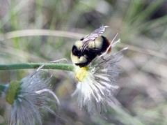 Bombus cullumanus