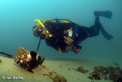 Epinephelus maculatus