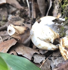 Geastrum pectinatum