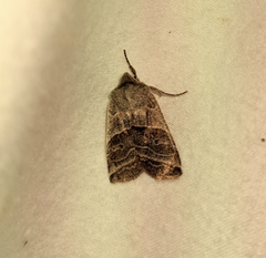Eupsilia devia