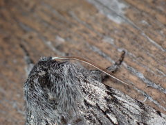 Brachionycha borealis