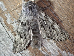 Brachionycha borealis