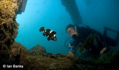 Epinephelus maculatus