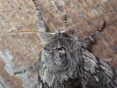 Brachionycha borealis