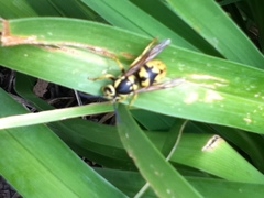 Vespula pensylvanica