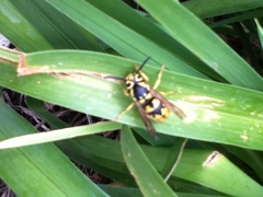 Vespula pensylvanica