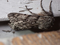 Brachionycha borealis