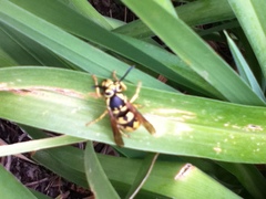 Vespula pensylvanica