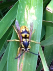 Vespula pensylvanica