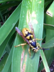 Vespula pensylvanica