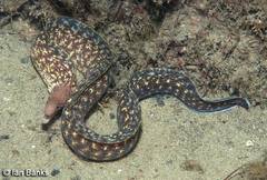 Gymnothorax cribroris