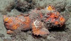 Paraploactis trachyderma