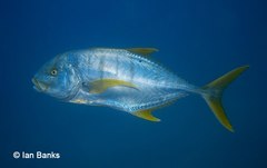 Gnathanodon speciosus