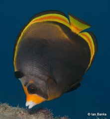 Chaetodon flavirostris