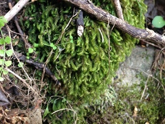 Echinodiopsis hispida