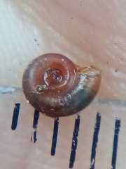 Gyraulus corinna