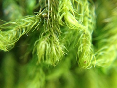 Echinodiopsis hispida