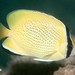 Speckled Butterflyfish - Photo (c) Ian Banks, some rights reserved (CC BY-NC), uploaded by Ian Banks