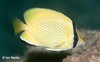 Speckled Butterflyfish - Photo (c) Ian Banks, some rights reserved (CC BY-NC), uploaded by Ian Banks