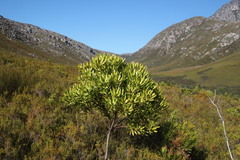 Leucadendron microcephalum