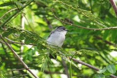 Serpophaga hypoleuca