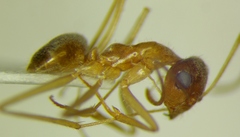 Myrmecocystus testaceus