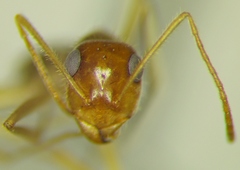 Myrmecocystus testaceus