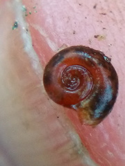 Gyraulus corinna