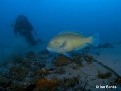 Choerodon schoenleinii