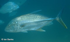 Caranx papuensis
