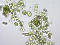 Chlamydomonadales
