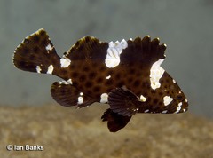 Epinephelus maculatus