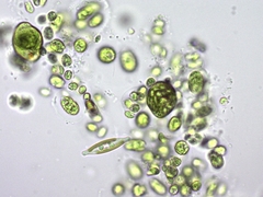 Chlamydomonadales