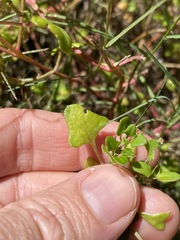 Chenopodium robertianum