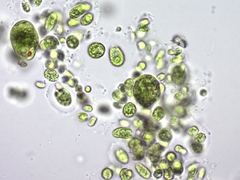 Chlamydomonadales