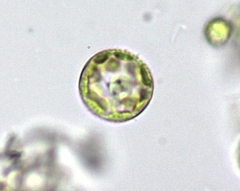 Thalassiosirales