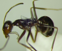 Myrmecocystus